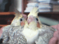 /album/periquitos/filhote-1-gif/